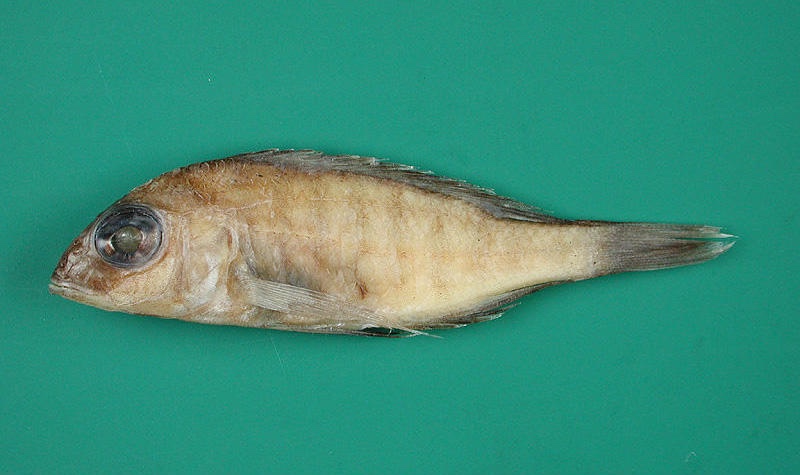 Placidochromis rotundifrons 'Msaka'